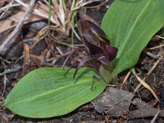 Chiloglottis valida