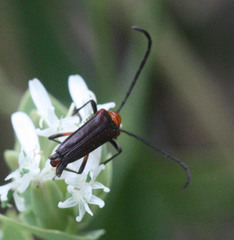Cyphonotida rostrata