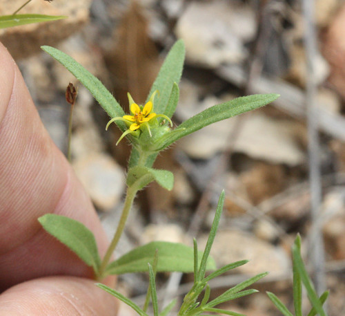 Arizona blackfoot (Melampodium longicorne)