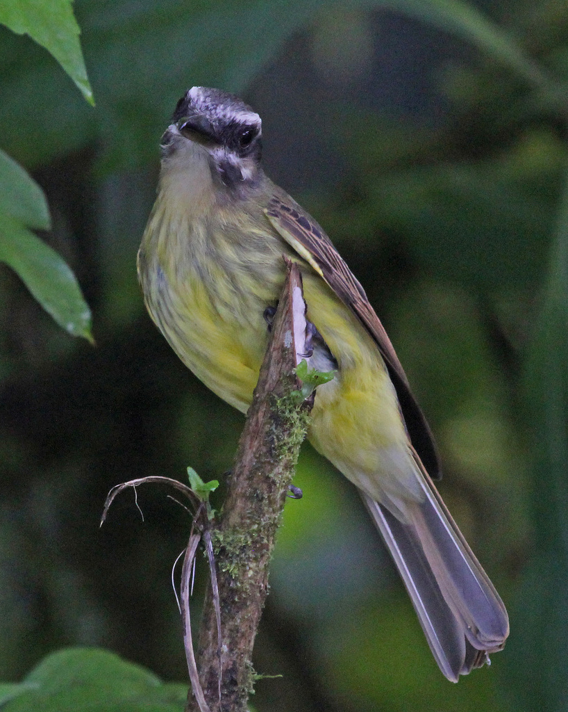 Myiodynastes Flycatchers