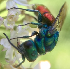 Chrysura