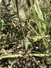 Miyagia pseudosphaeria