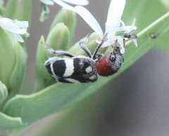 Enoclerus laetus