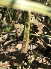 Miyagia pseudosphaeria