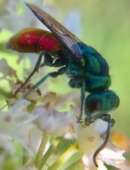 Chrysura