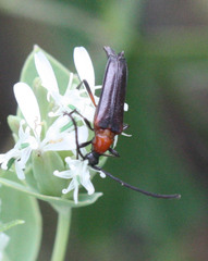 Cyphonotida rostrata