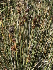 Juncus