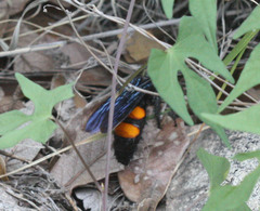 Pygodasis ephippium ephippium