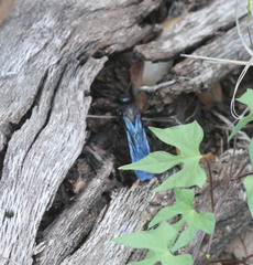 Pygodasis ephippium ephippium