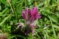 Castilleja lemmonii