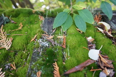 Cladonia fimbriata