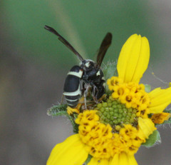 Cephalodynerus deformiceps