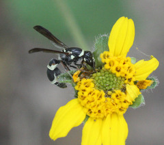 Cephalodynerus deformiceps