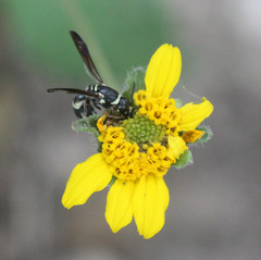 Cephalodynerus deformiceps