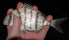 Pacific Porgy photo 5