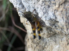 Boopedon flaviventris