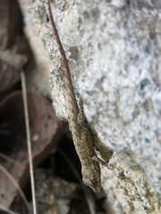 Anolis nebulosus