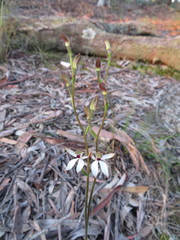 Caladenia cucullata