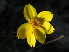 Electranthera cuneifolia