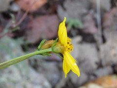Electranthera cuneifolia