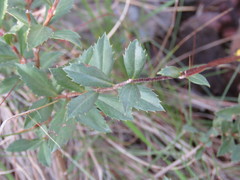 Electranthera cuneifolia