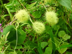 Passiflora vestita