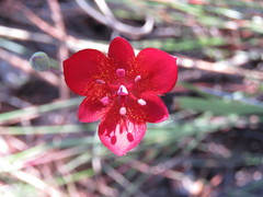 Calochortus occidentalis
