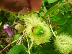 Passiflora vestita