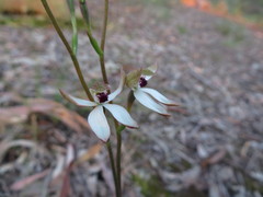 Caladenia cucullata