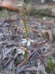 Caladenia cucullata