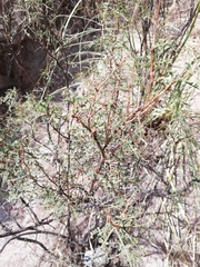 Adesmia miraflorensis