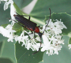 Cyphonotida rostrata