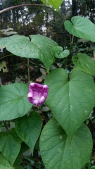 Ipomoea indica