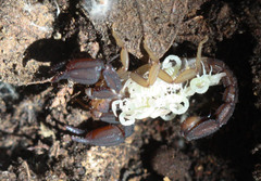 Pseudouroctonus santarita