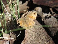 Cissia rubricata pseudocleophes