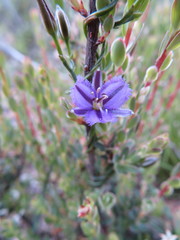 Thysanotus patersonii