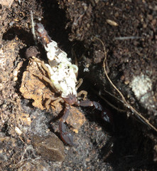 Pseudouroctonus santarita