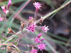 Stevia viscida
