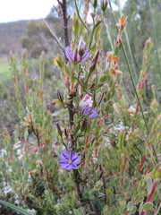 Thysanotus patersonii