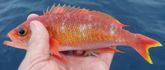 Threadfin Bass photo 1