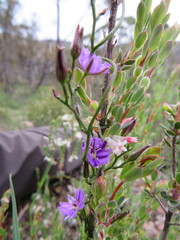 Thysanotus patersonii