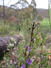 Thysanotus patersonii