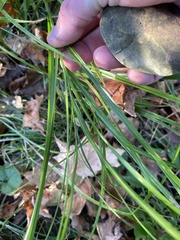 Carex muskingumensis