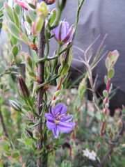 Thysanotus patersonii