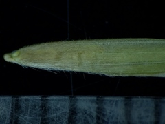 Bromus latiglumis