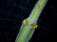 Bromus latiglumis