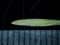 Bromus latiglumis