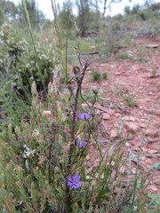 Thysanotus patersonii