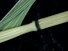 Bromus latiglumis