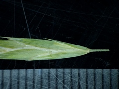 Bromus latiglumis
